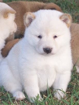 Shiba Inu puppy in white.jpg