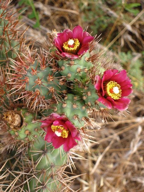 Coastal Cholla (Cylindropuntia prolifera) in the Chollas Database - Garden.org