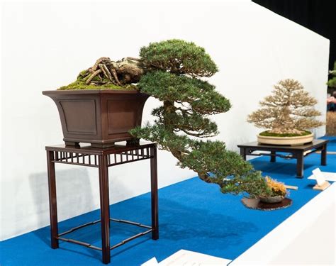 Cascade Bonsai | Bonsai, Bonsai art, Cascade