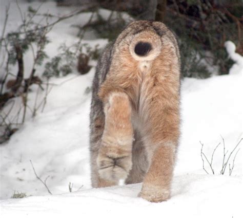 White Wolf : Canadian Lynx And Their Amazing Big Paws (14 Pics)