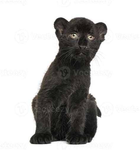 Black Leopard cub sitting, 3 weeks old, isolated on white 845515 Stock ...