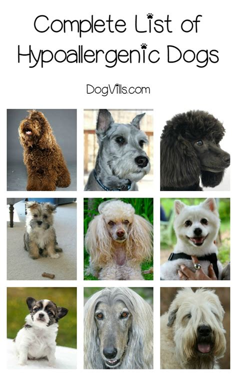 Complete List of Hypoallergenic Dog Breeds