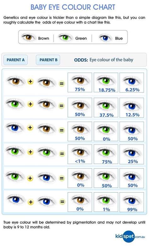 Eye colour probability chart | Color de ojos, Tablas de colores de pelo, Ojos de bebé