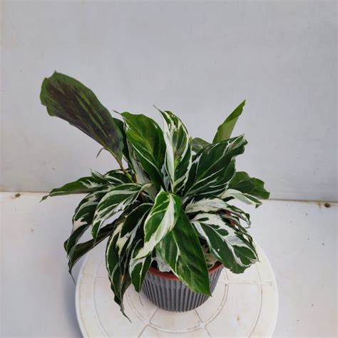 Calathea White Fusion - NurseryBuy