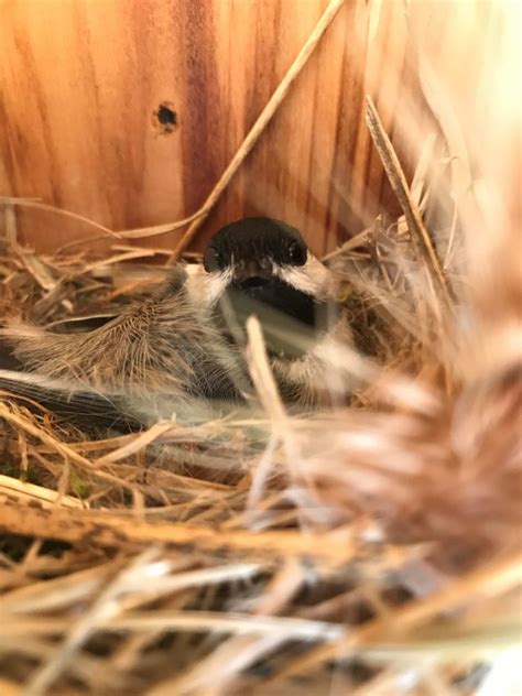 NestWatch | Black-capped Chickadee Nest - NestWatch