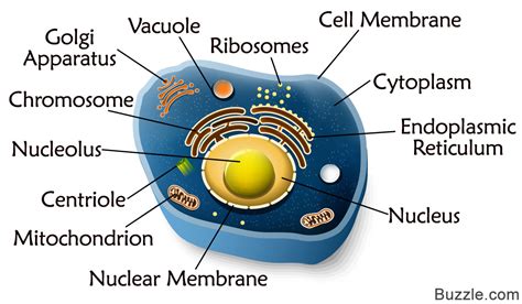 A Quick Guide to the Structure and Functions of the Animal Cell