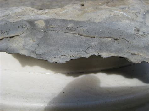 Algae ? - Fossil ID - The Fossil Forum