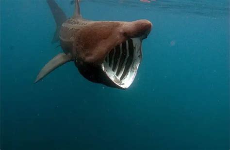 Basking Shark - Description, Habitat, Image, Diet, and Interesting Facts