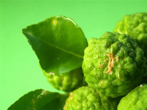 Bergamot Fruit Free Stock Photo - Public Domain Pictures