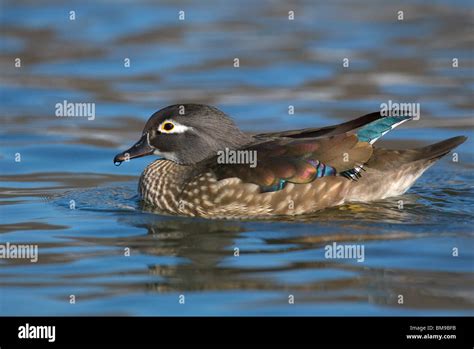 An adult female Wood Duck swimming in the icy waters of New York City's ...