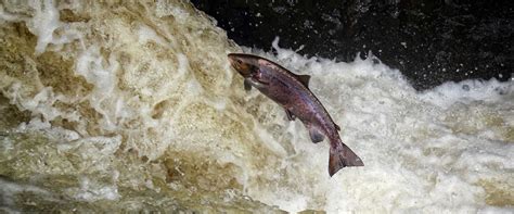 Salmon Spawning Season in Scotland | Eagle Brae