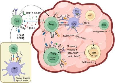 Frontiers | Exhaust the exhausters: Targeting regulatory T cells in the ...