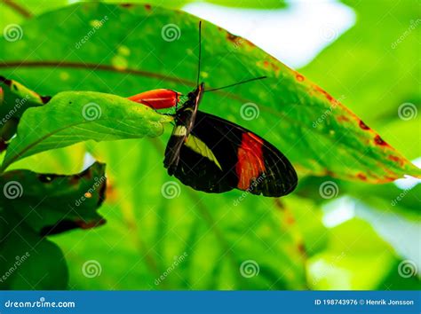 Common Postman Butterfly Resting on a Green Leaf with Open Wings Stock ...