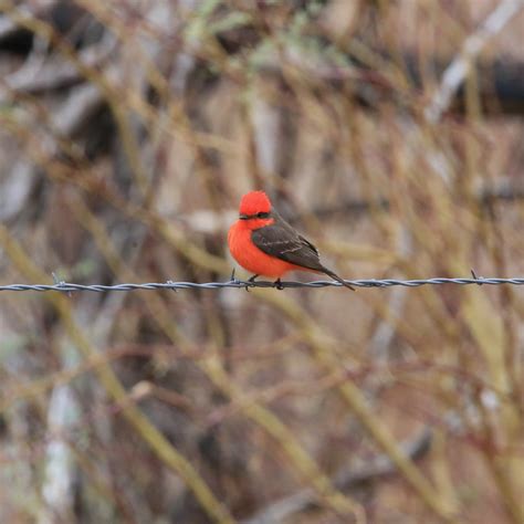 Vermilion Flycatcher - Bird Watching Academy