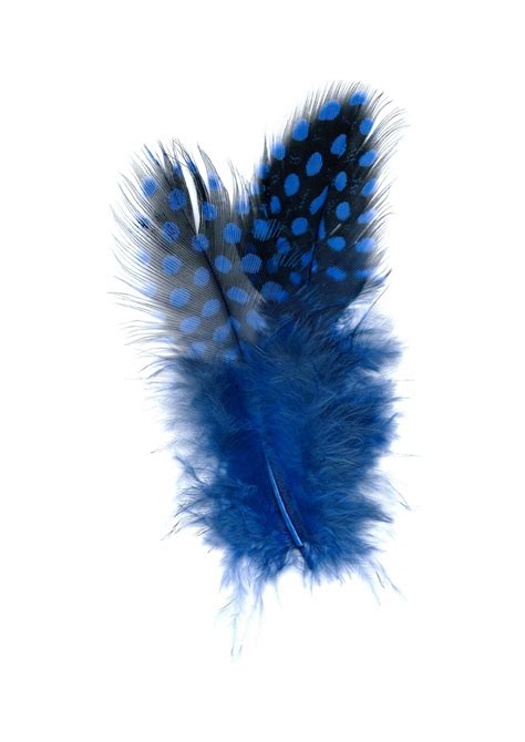 Guinea Hen Feathers (Royal Blue) - artpistol