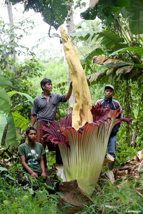 Amorphophallus : Amorphophallus titanum From Rejang Land Sumatra ...