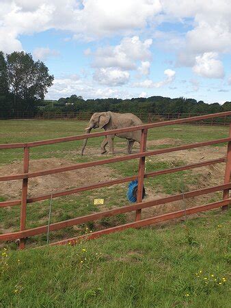 Howletts Wild Animal Park (Canterbury) - 2020 All You Need to Know Before You Go (with Photos ...