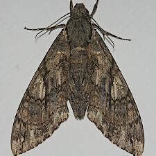 Moth Photographers Group – Cocytius antaeus – 7772