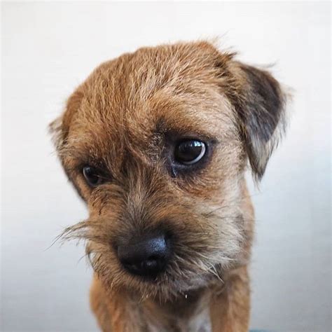 √70以上 norfolk terrier border terrier yorkie mix 189320