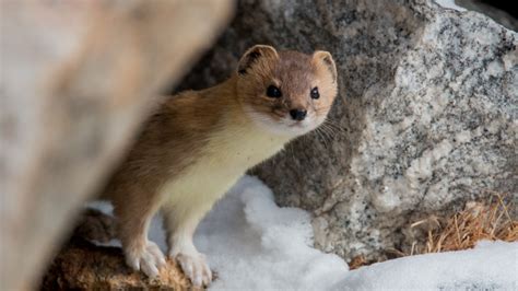 Wildlife in the Mount Everest Region | HoneyGuide