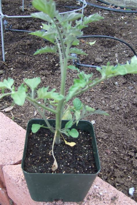 My Southern California Vegetable Garden: Transplanting Cherry Tomato Seedlings