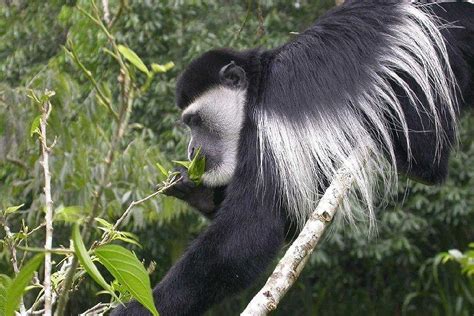 Escaped monkey returned to Irish wildlife park - UPI.com