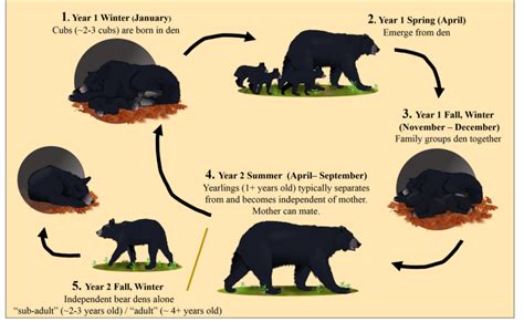 Black Bear Life Cycle Clipart Set Download | lupon.gov.ph