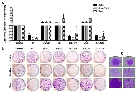 Clonogenic assays showing the reduced survival or increased sensitivity ...