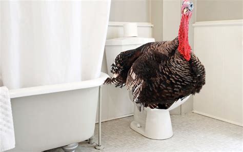 What can we do with the turkey poop? - The Jewish Standard