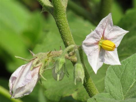 Eggplant Flowers » Flower Power & Much More