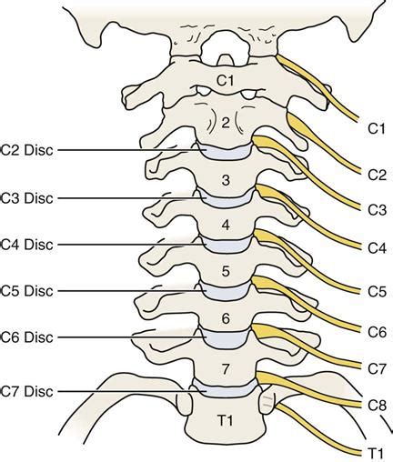 Cervical Spine | Musculoskeletal Key