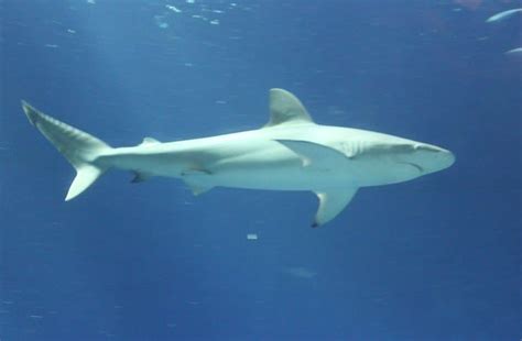 Are There Sharks In Cancun? Best Guide Updated For 2024