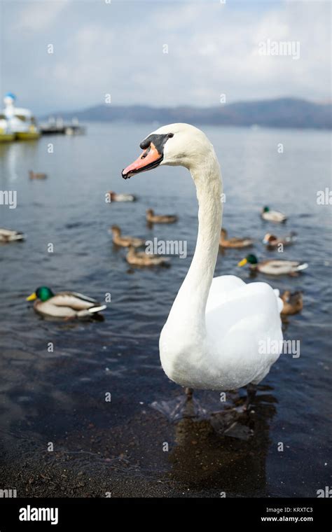 Swan and duck on the lake Stock Photo - Alamy