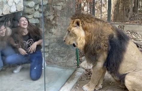 Lion encounter video from Lebanon zoo goes viral for alleged animal abuse - Esquire Middle East