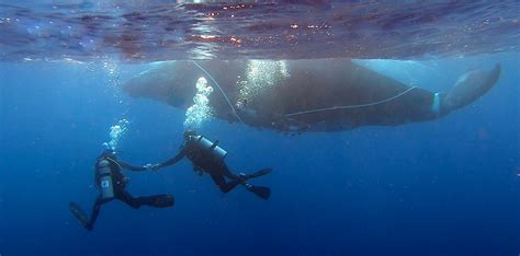 Ha'apai Humpback Whale Rescue