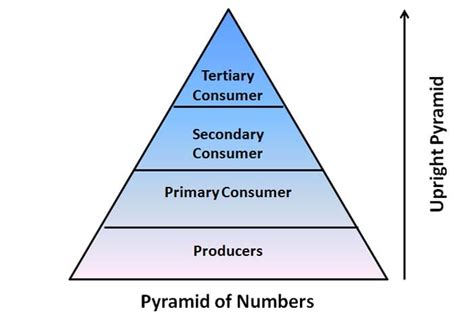 Ecological Pyramids | Number, BioMass, Energy Pyramids & Diagrams