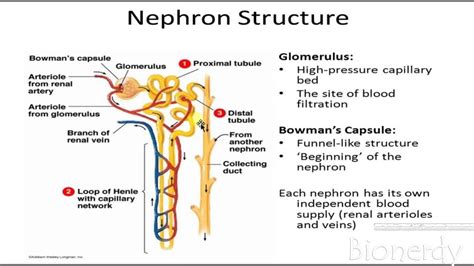 Image result for urinary system of human and nephron | Excretory system ...