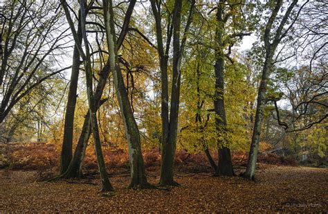 New Forest Autumn 2018. Beautiful Autumn Colours & Beech Trees