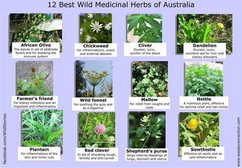 Australian Bush Medicine Plants at Jeffrey Feeney blog