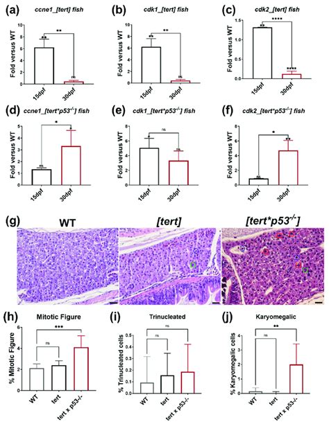 The expression of cell proliferation markers and histopathological ...