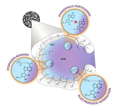 HILIC Retention Mechanisms | Thermo Fisher Scientific - CA