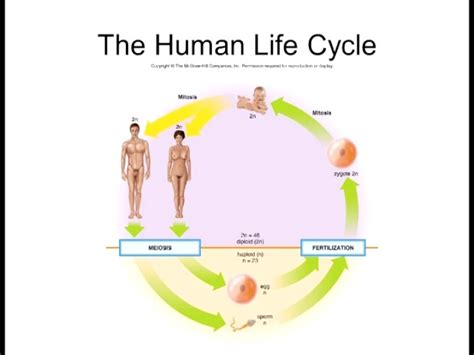 Human Life Cycle Meiosis