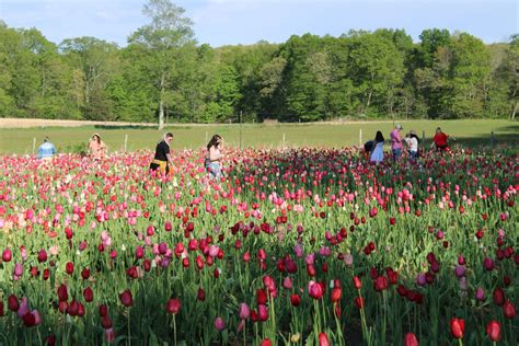 Wicked Tulips Flower Farm (CT) - New England Travel Journal