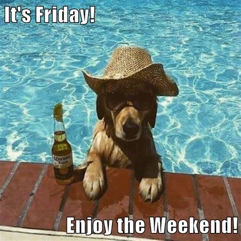 It's Friday! Enjoy the Weekend! - I Has A Hotdog - Dog Pictures - Funny pictures of dogs - Dog ...