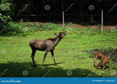 Brown Female Moose Near the Baby Moose Stock Image - Image of nature, cute: 196606471