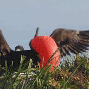 With a wingspan of 2.4 meters, the magnificent frigatebird can stay airborne for several days in ...