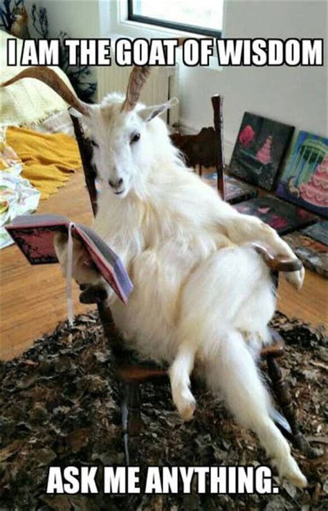 Latest and Funniest Animals Pictures - TheFunnyZoo | Funny goat pictures, Cute funny animals