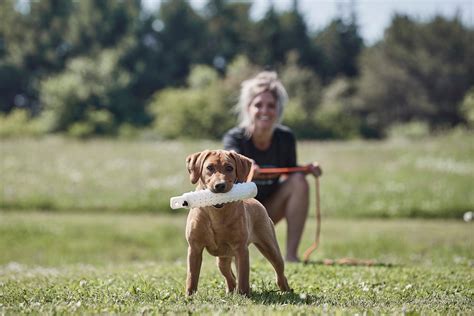 Hunting & Dog Training Articles and Videos