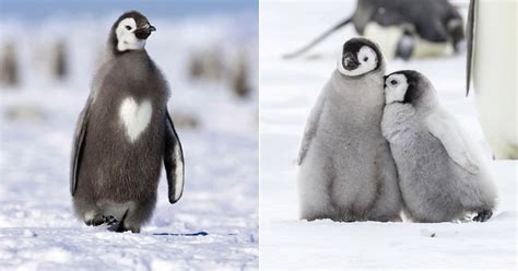 20 Adorable Baby Penguin Photos That Will Make You Wanna Cuddle With One