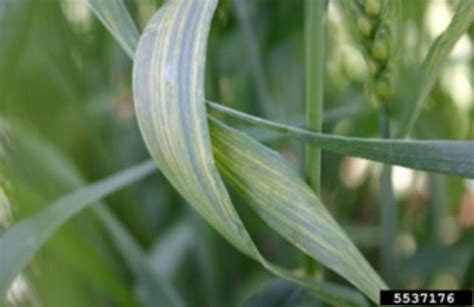 Wheat curl mite - Agricultural Biology